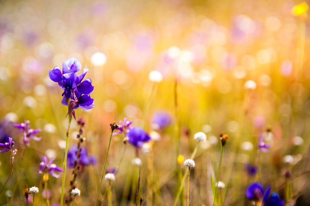 flowers-3182324_1280