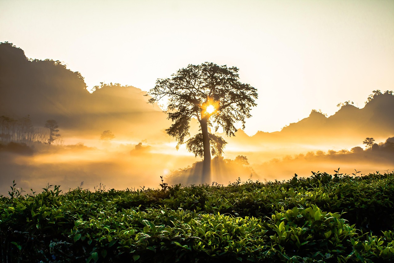 tree-2264494_1280